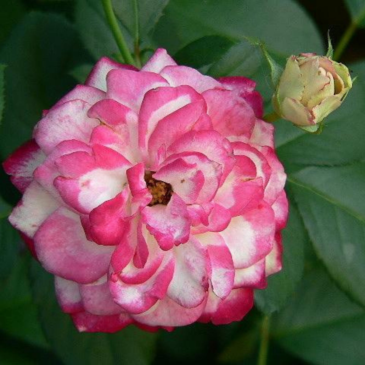 Cherry Parfait Rose Seeds, 30 seeds