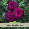 30 Seeds| Twilight Rose Seed Flower Seeds #1087