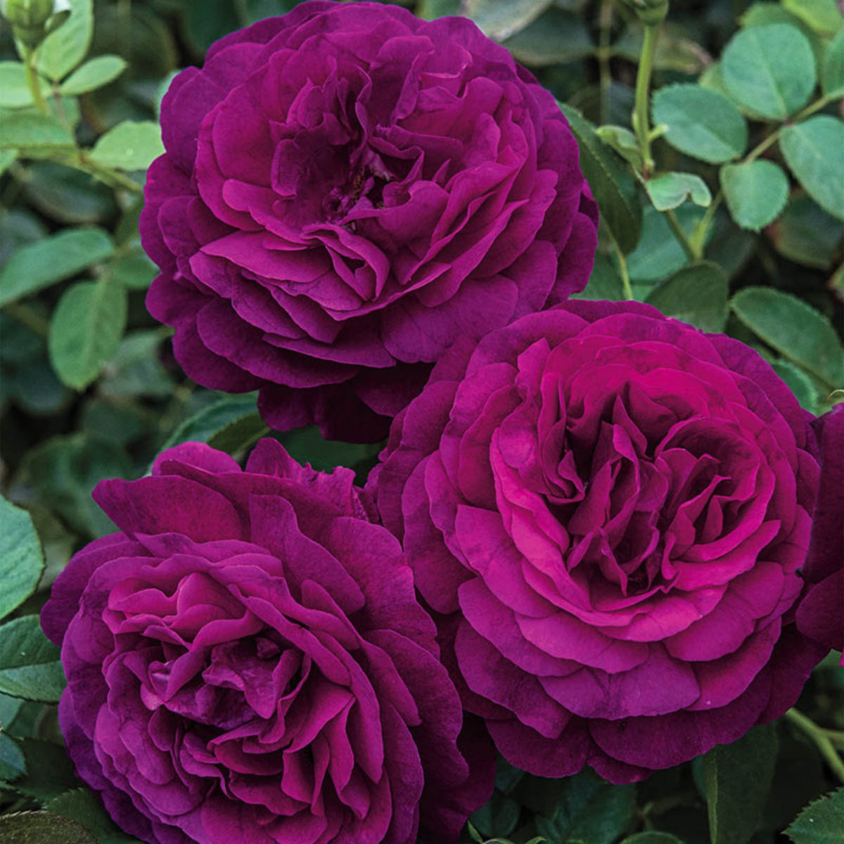 Twilight Rose Flower Seeds, 30 seeds