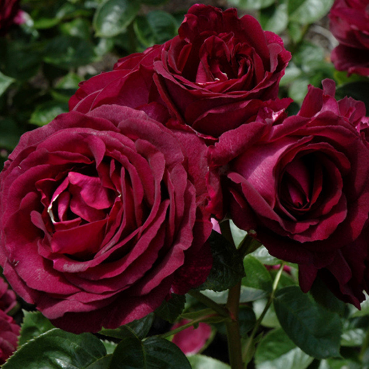 Twilight Rose Flower Seeds, 30 seeds