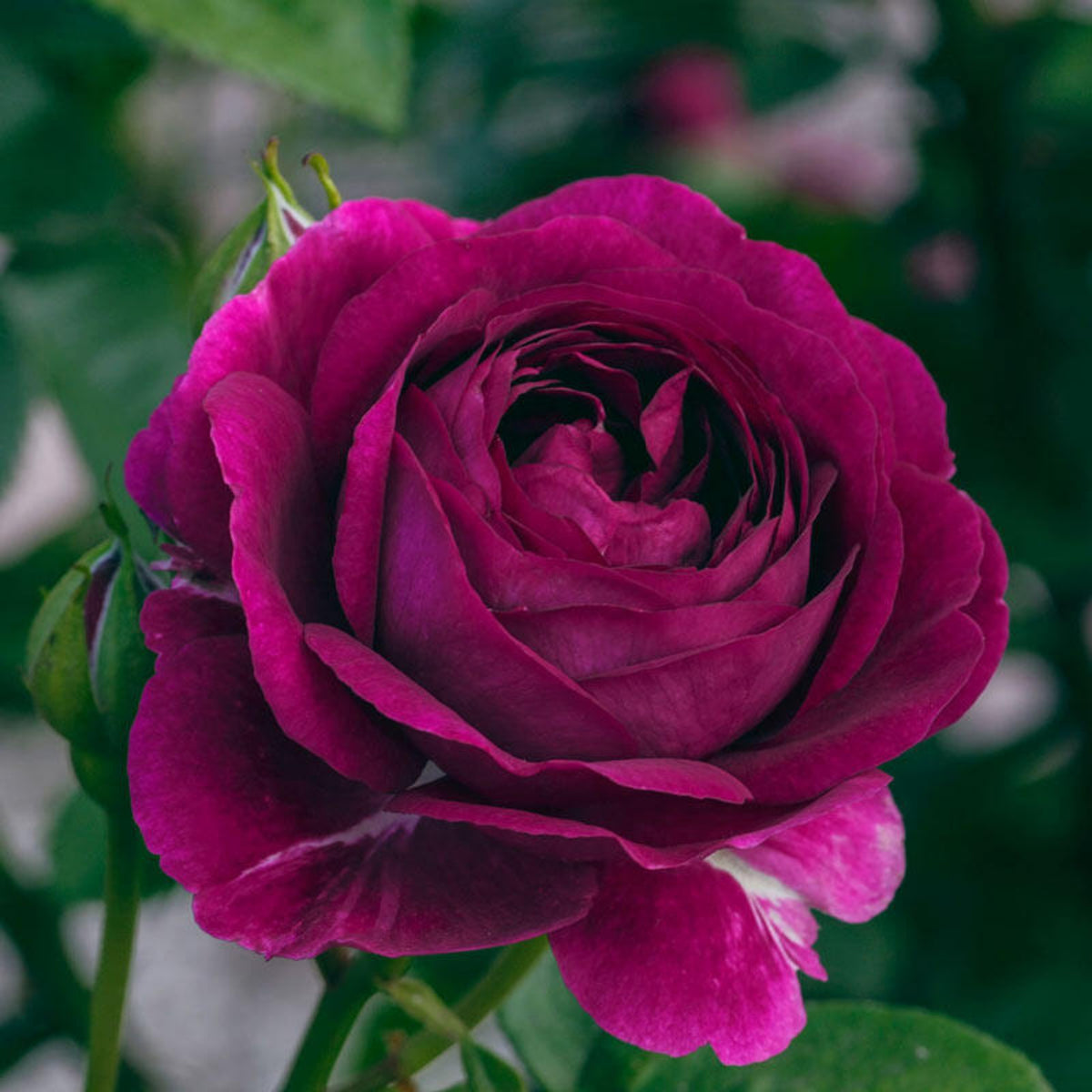 Twilight Rose Flower Seeds, 30 seeds