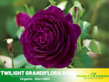30 Seeds| Twilight Rose Seed Flower Seeds #1087
