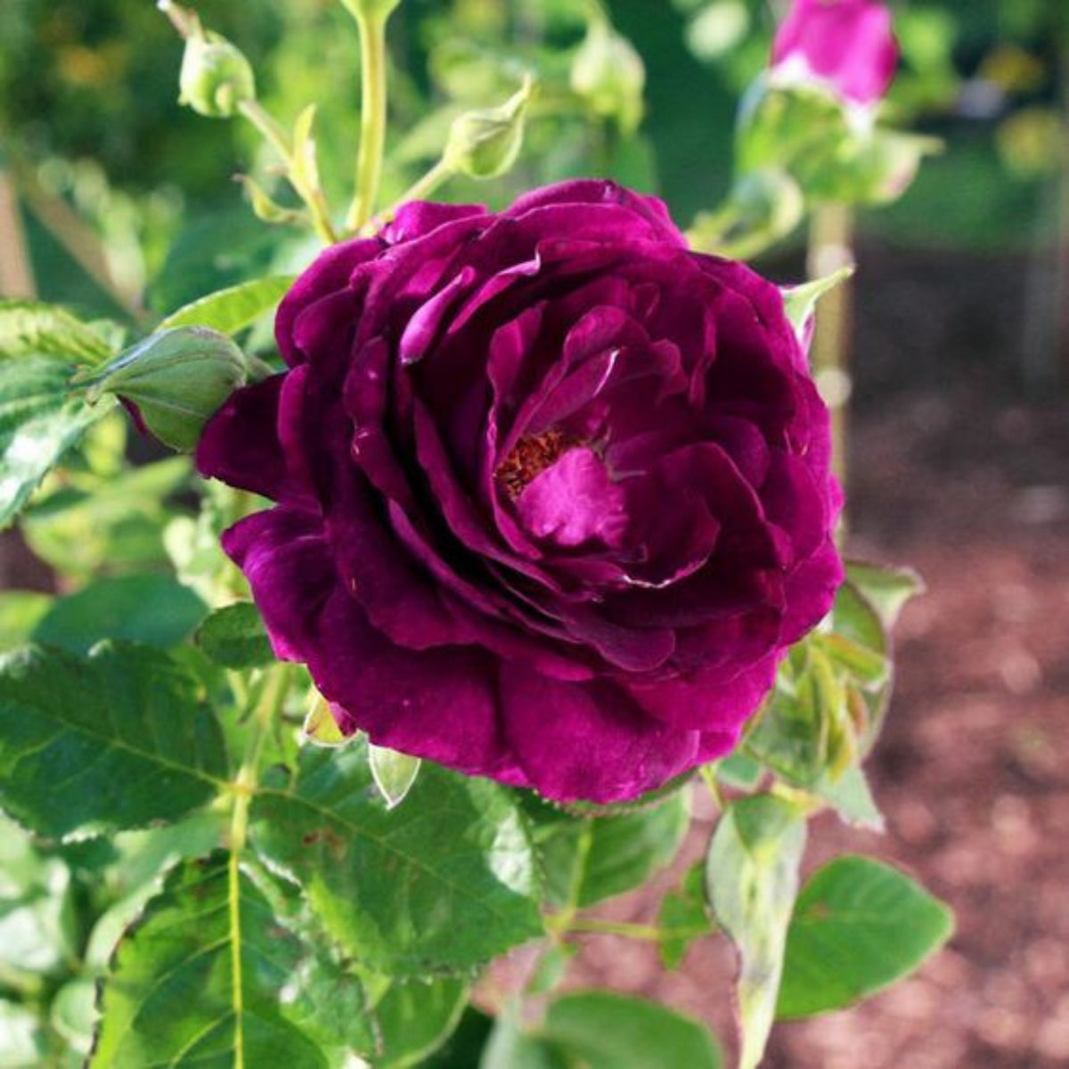 Twilight Rose Flower Seeds, 30 seeds