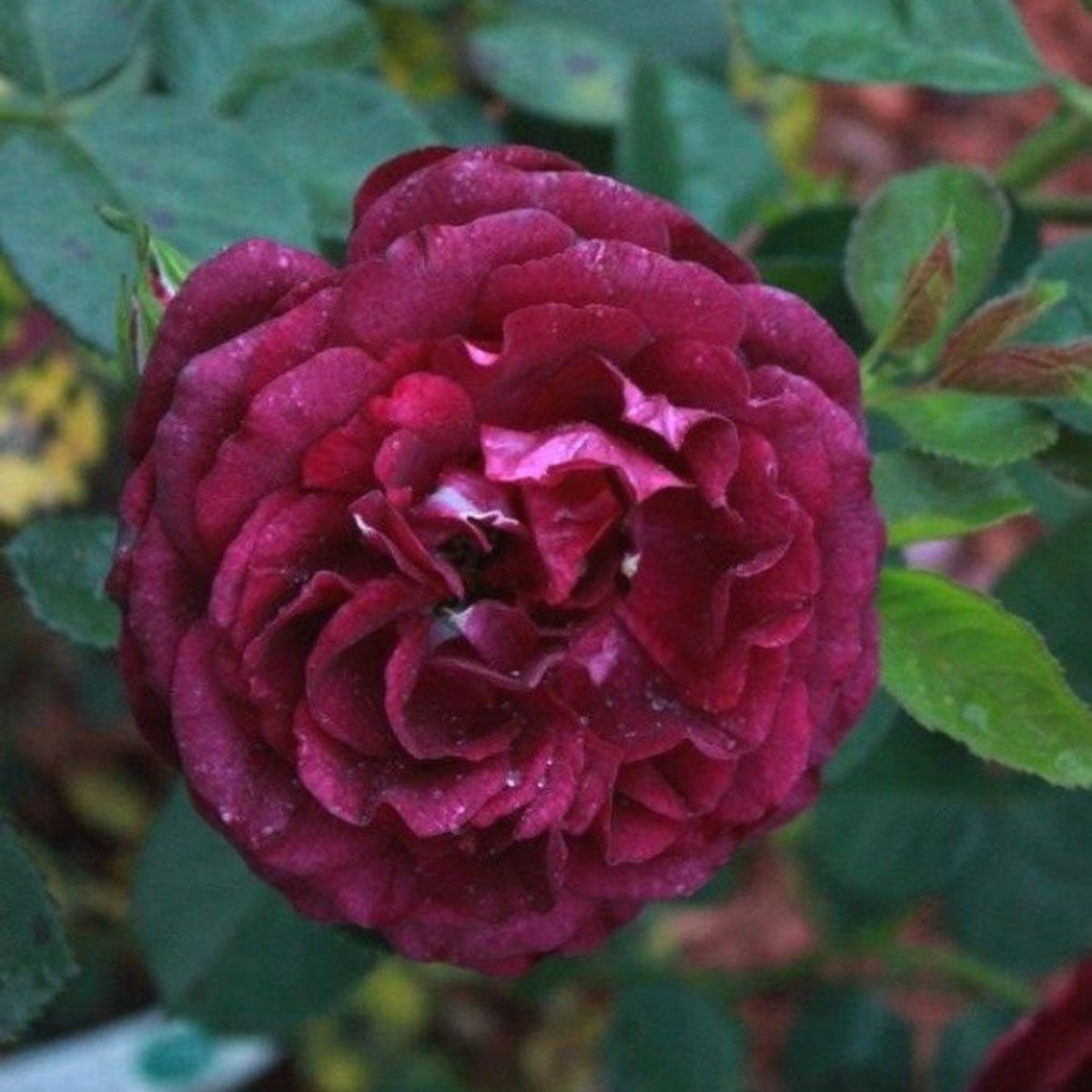 Twilight Rose Flower Seeds, 30 seeds