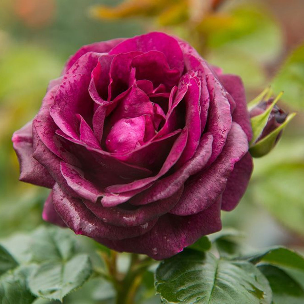 Twilight Rose Flower Seeds, 30 seeds