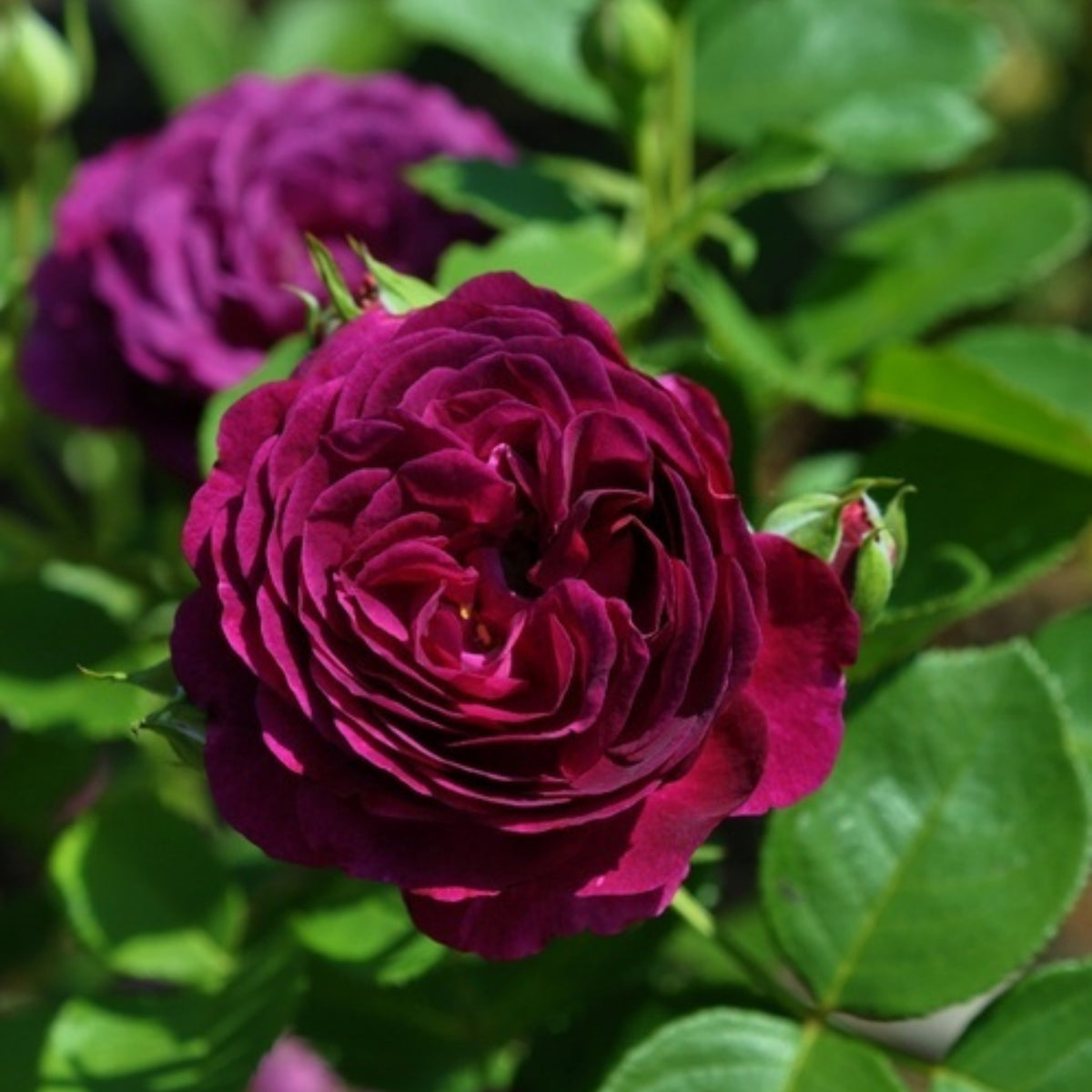 Twilight Rose Flower Seeds, 30 seeds
