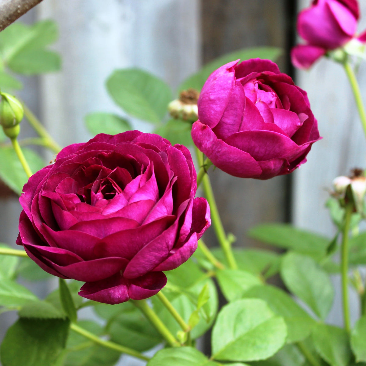 Twilight Rose Flower Seeds, 30 seeds