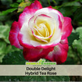 30 Rare seed - Double Delight Rose Bush #1088