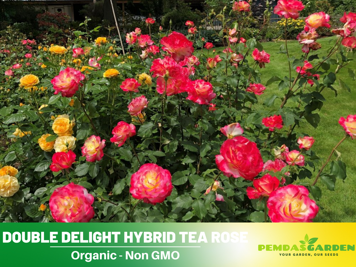 30 Rare seed - Double Delight Rose Bush #1088