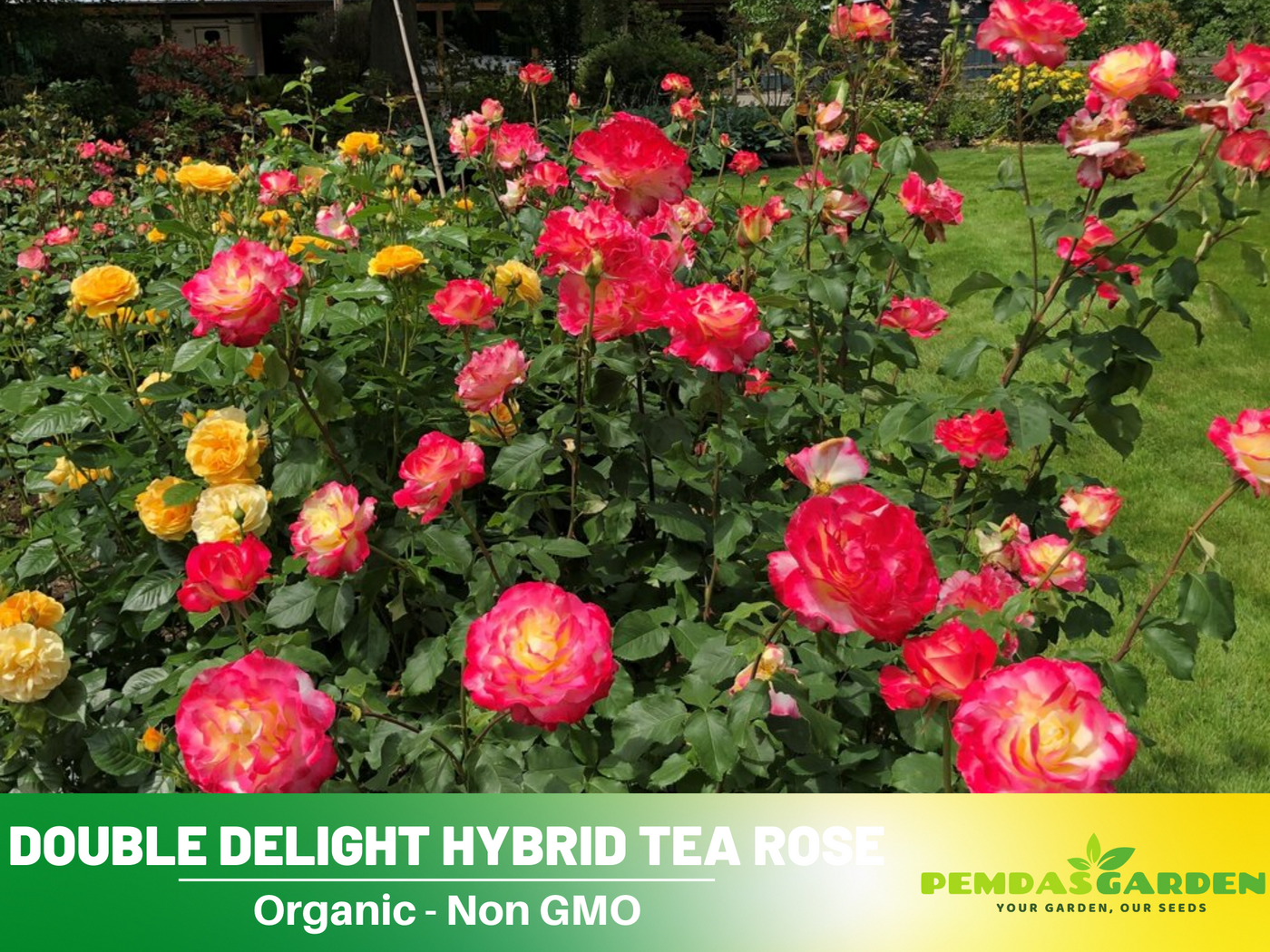 double delight rose seeds 30 Rare seed