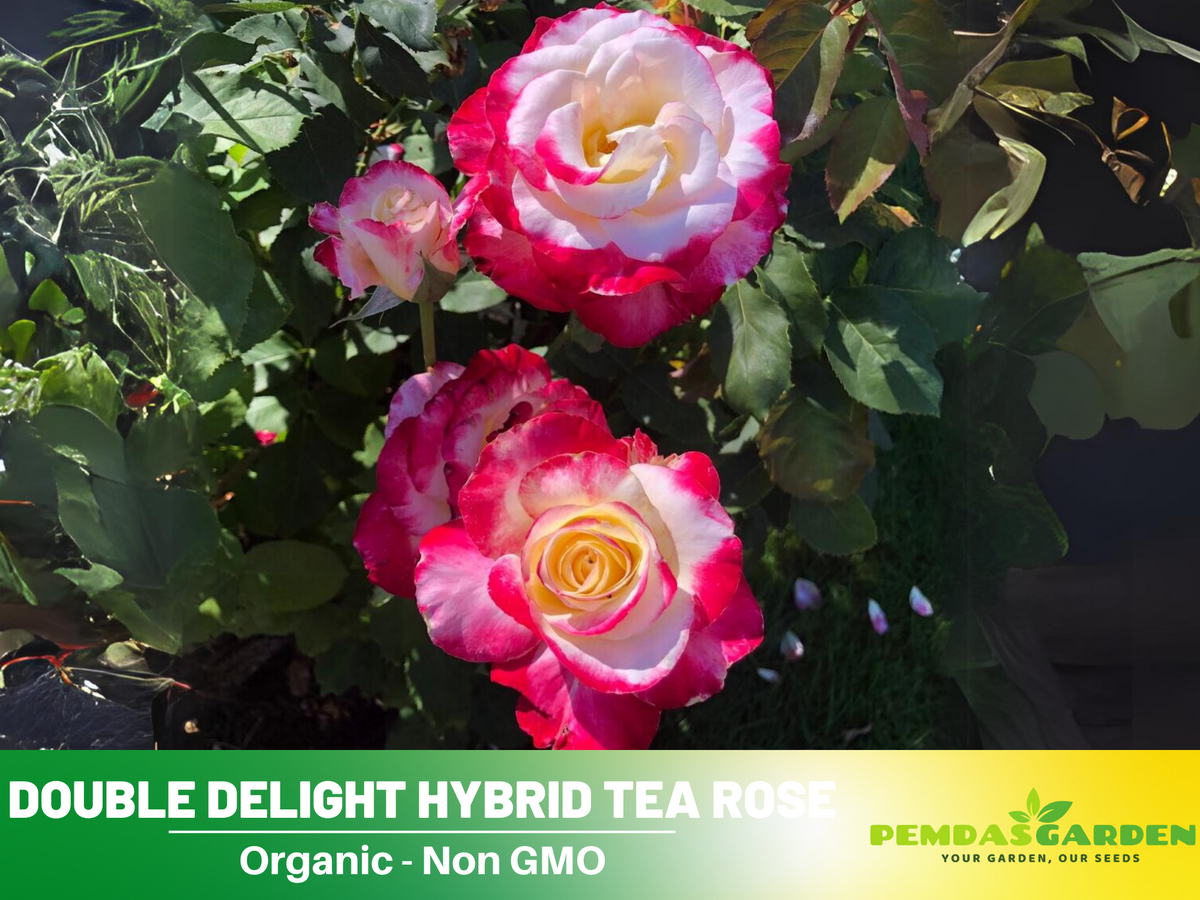 30 Rare seed - Double Delight Rose Bush #1088