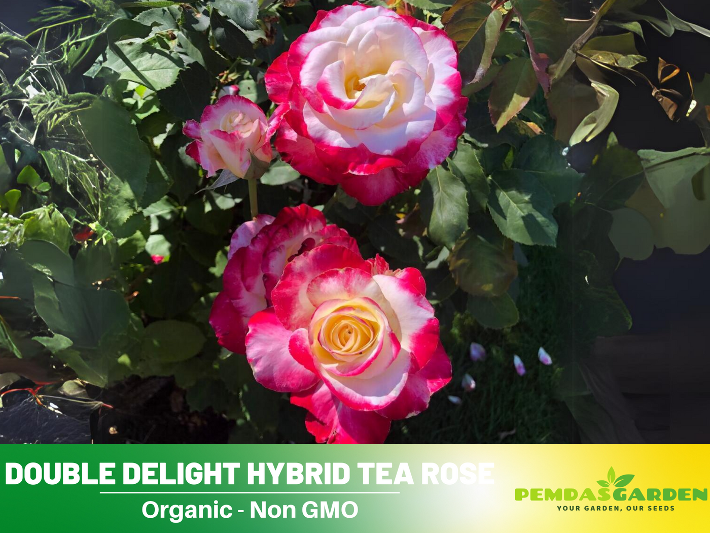 double delight rose seeds 30 Rare seed