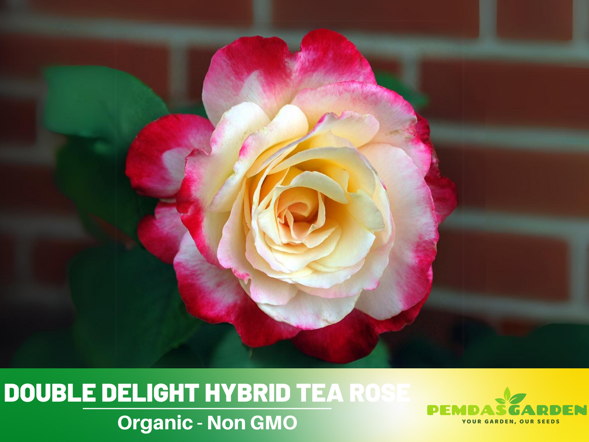 30 Rare seed - Double Delight Rose Bush #1088