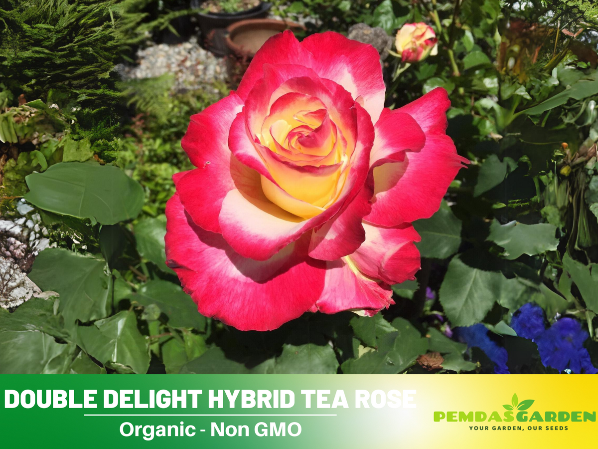 30 Rare seed - Double Delight Rose Bush #1088