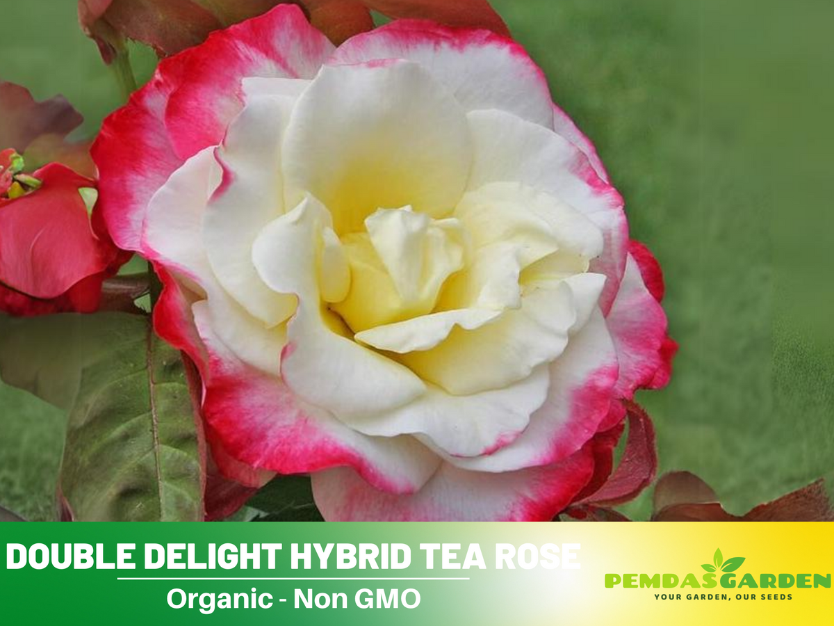 30 Rare seed - Double Delight Rose Bush #1088