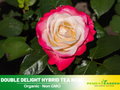 30 Rare seed - Double Delight Rose Bush #1088