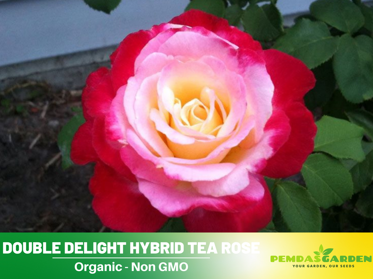 30 Rare seed - Double Delight Rose Bush #1088