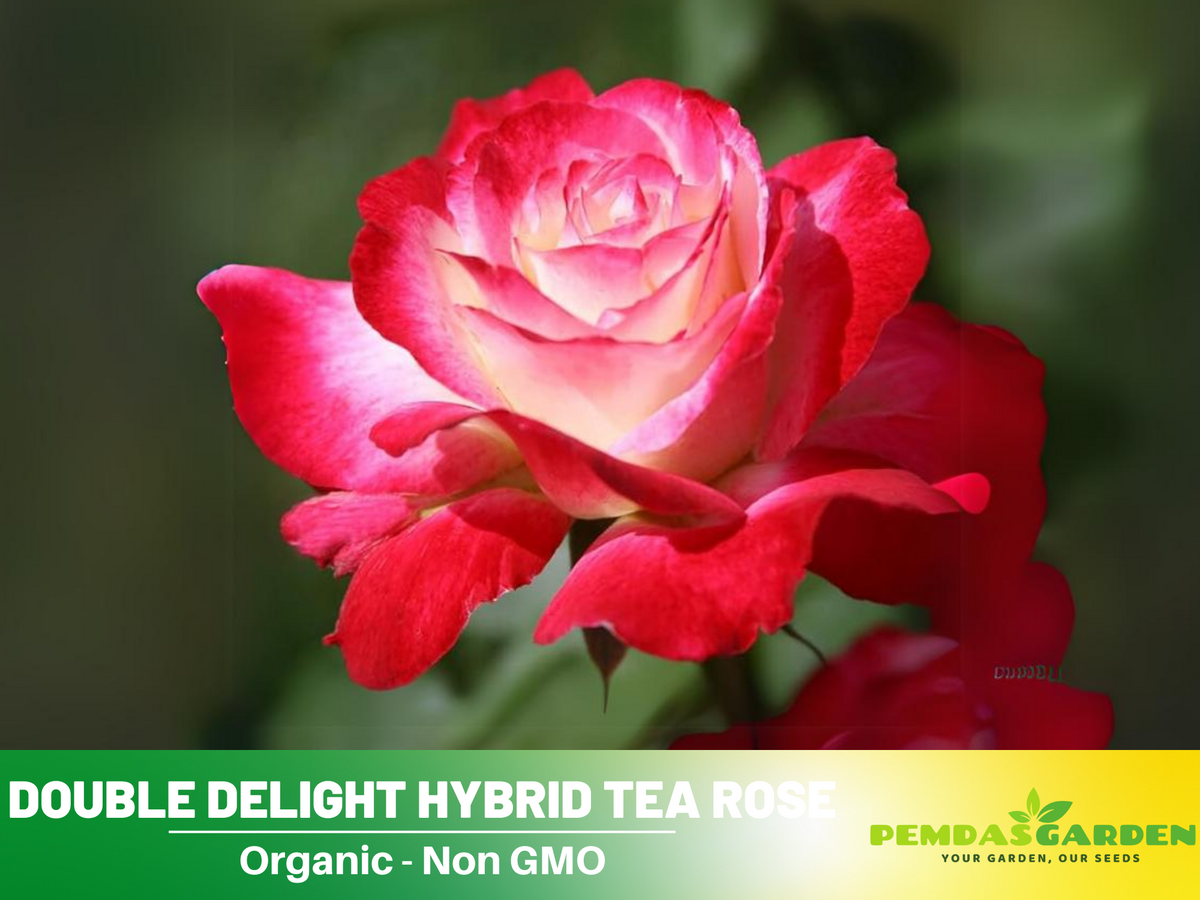 30 Rare seed - Double Delight Rose Bush #1088