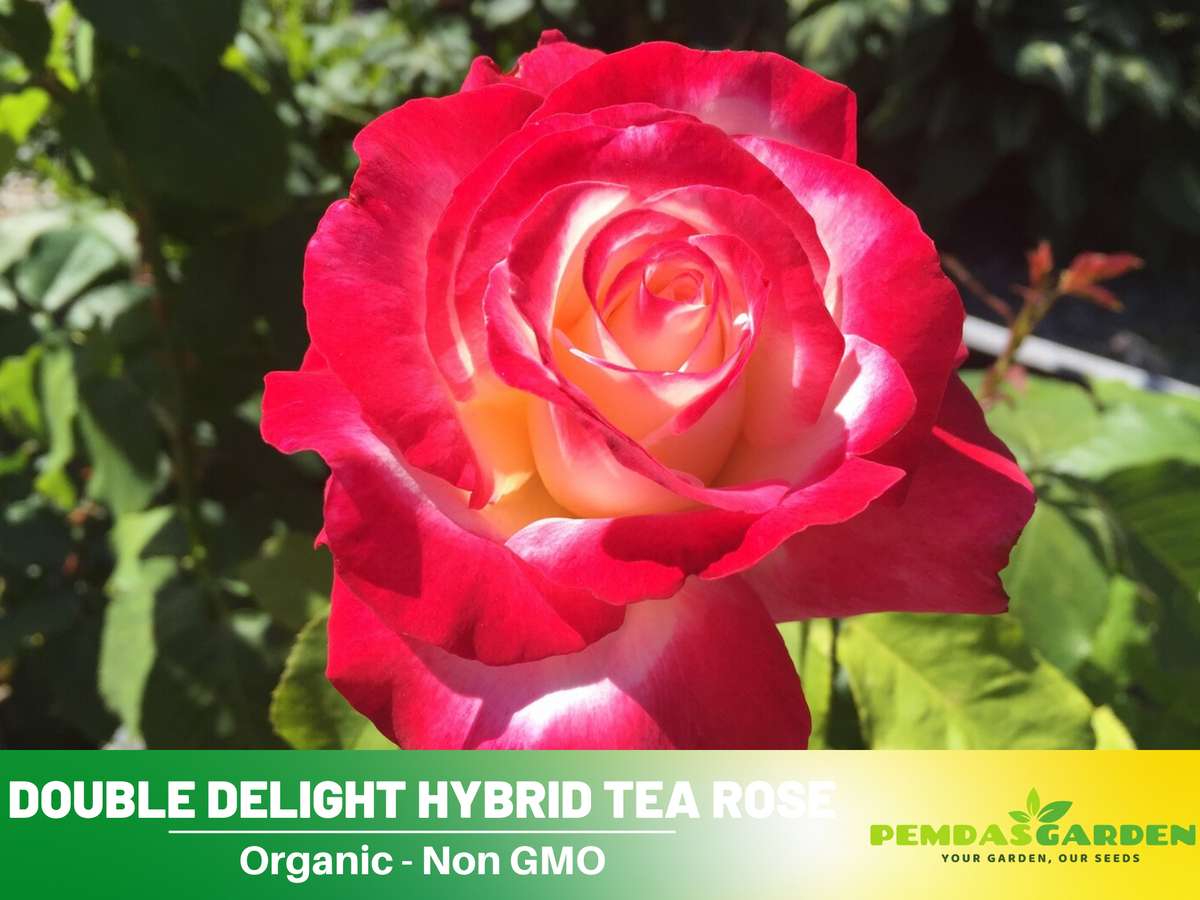 30 Rare seed - Double Delight Rose Bush #1088