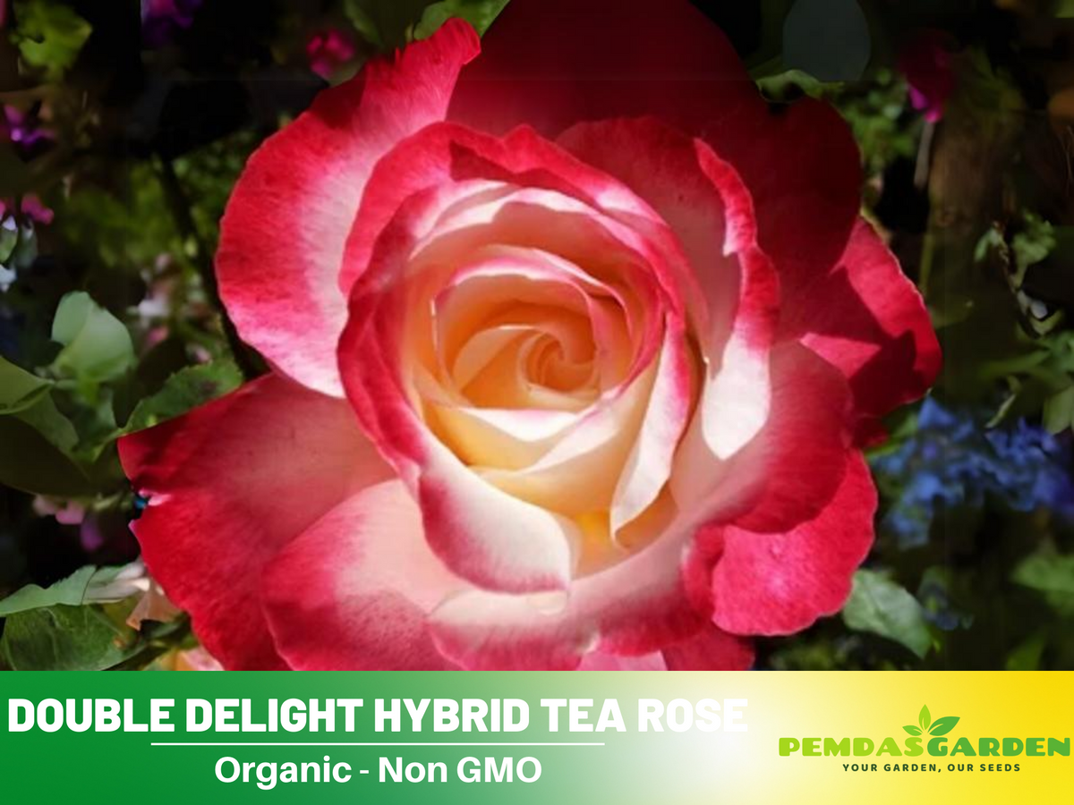 30 Rare seed - Double Delight Rose Bush #1088