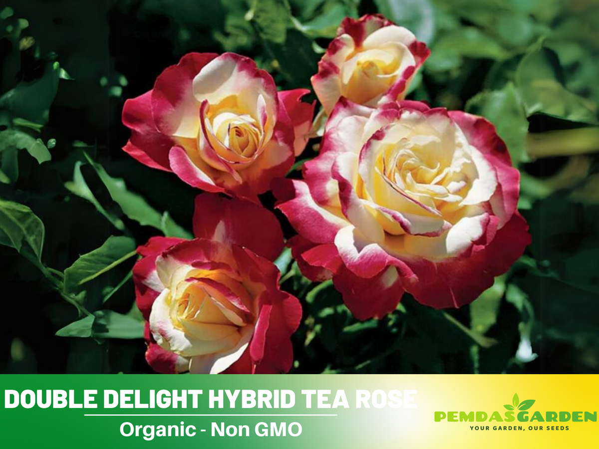 30 Rare seed - Double Delight Rose Bush #1088