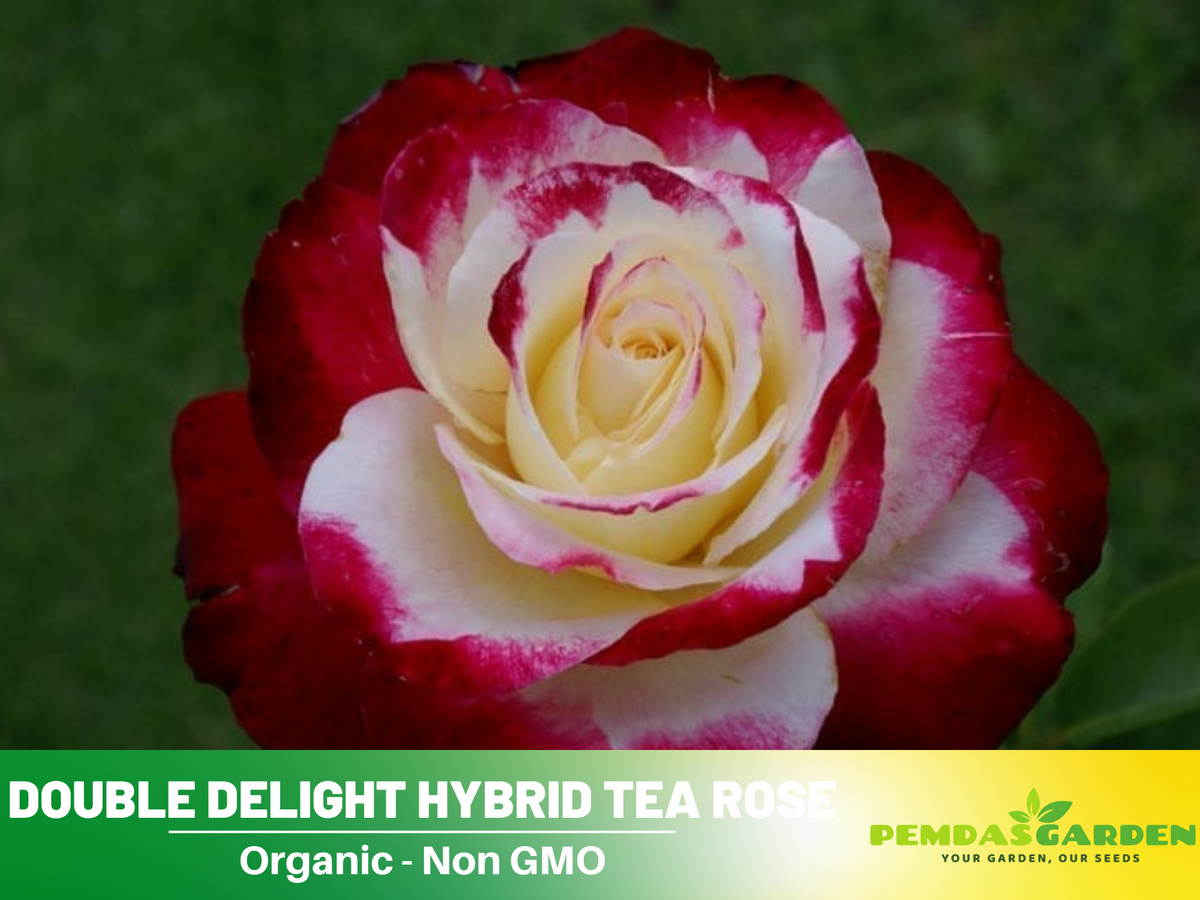 30 Rare seed - Double Delight Rose Bush #1088