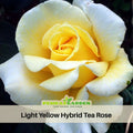 30 Rare seed - Light Yellow Rose Bush Seeds #1089