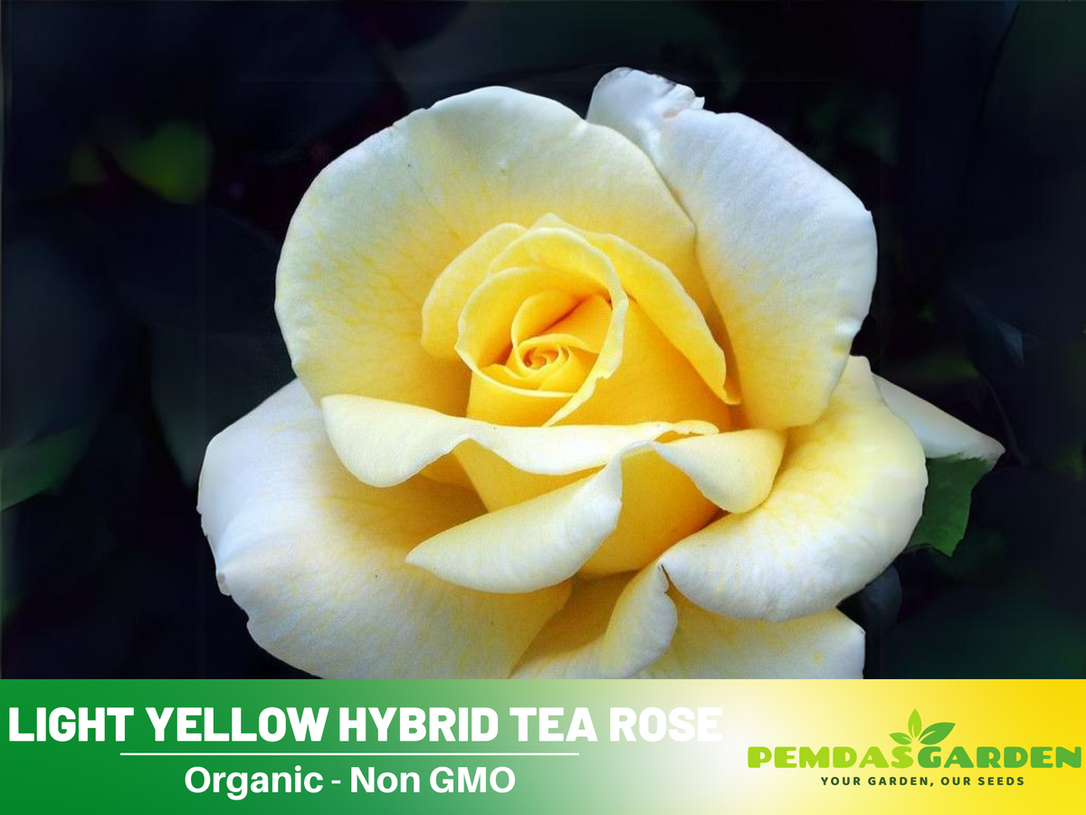 30 Rare seed - Light Yellow Rose Bush Seeds #1089