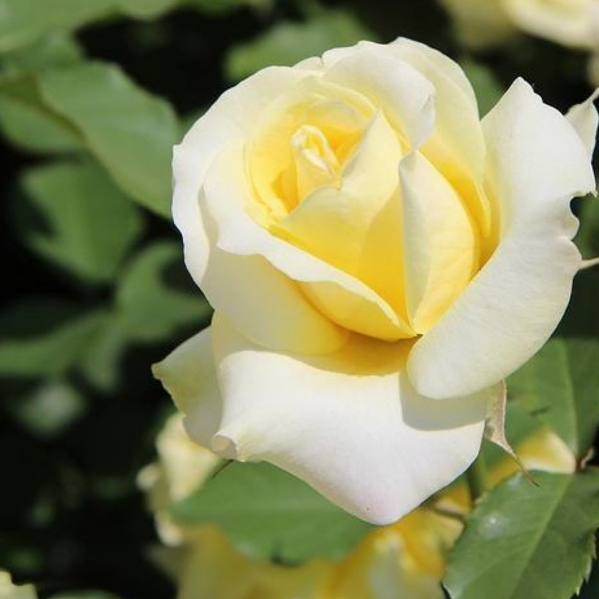 Light Yellow Rose Bush Seeds, 30 seeds
