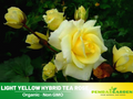 30 Rare seed - Light Yellow Rose Bush Seeds #1089