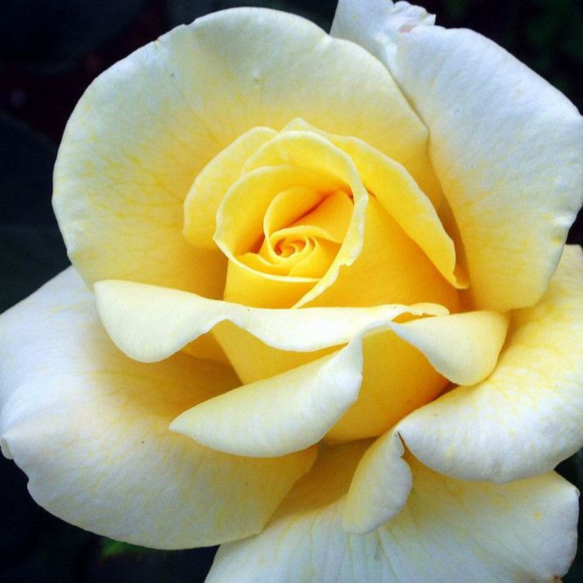 Light Yellow Rose Bush Seeds, 30 seeds