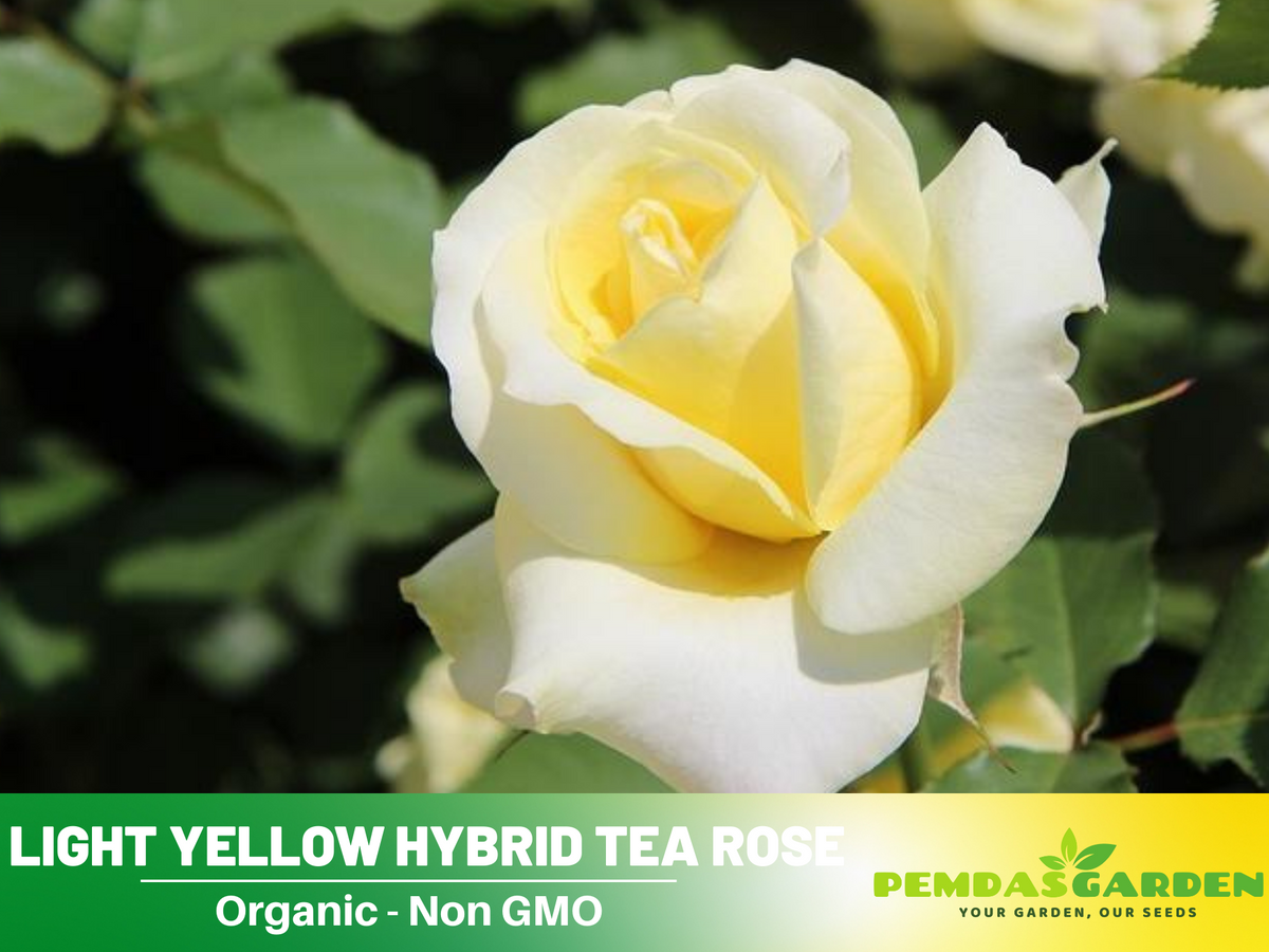 30 Rare seed - Light Yellow Rose Bush Seeds #1089