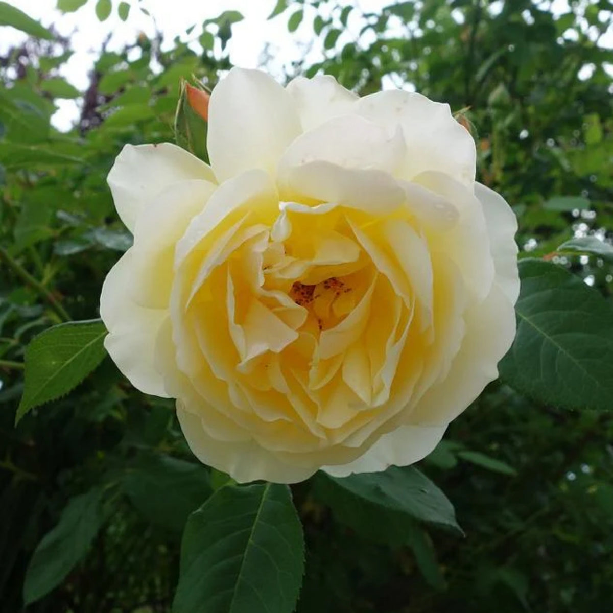 Light Yellow Rose Bush Seeds, 30 seeds