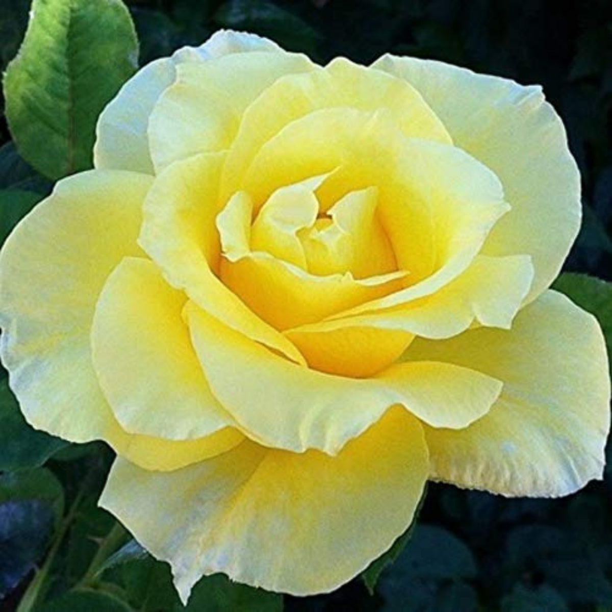 Light Yellow Rose Bush Seeds, 30 seeds