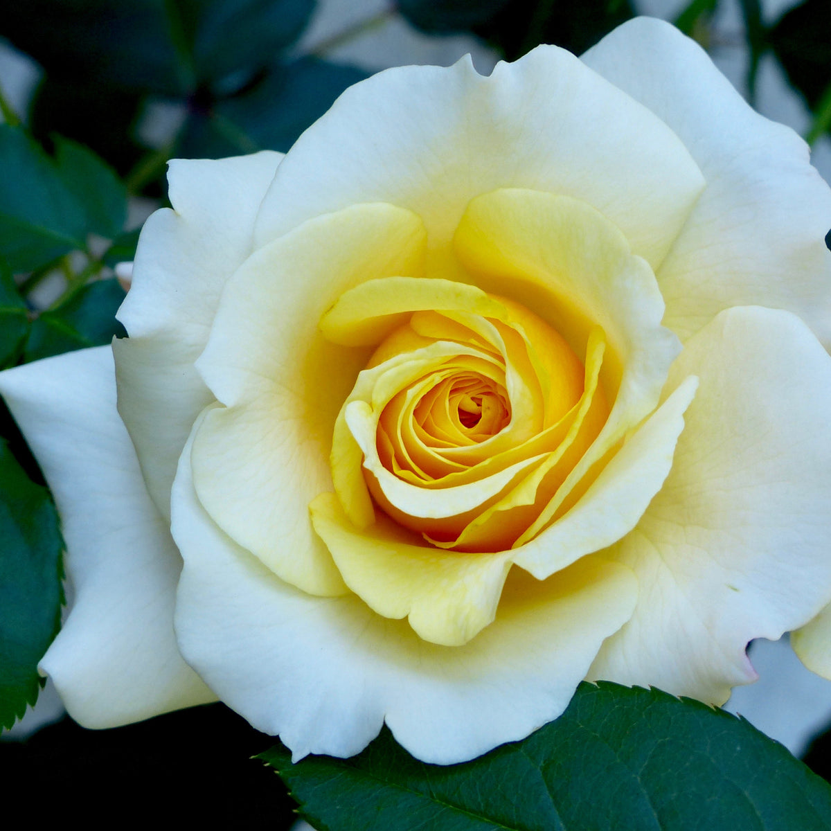 Light Yellow Rose Bush Seeds, 30 seeds