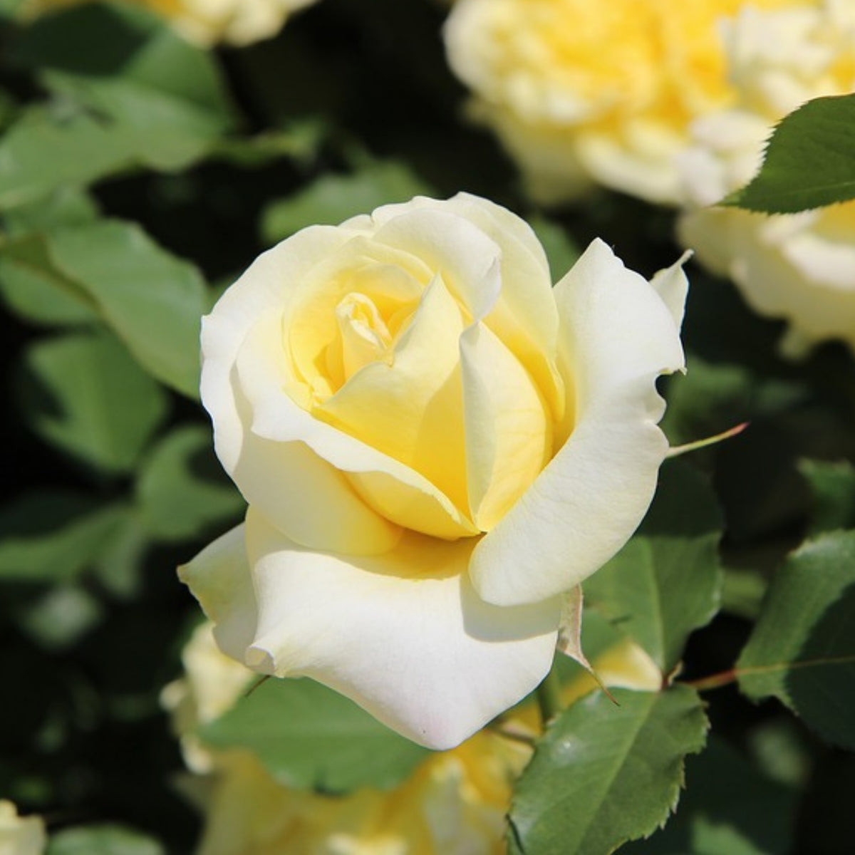 Light Yellow Rose Bush Seeds, 30 seeds