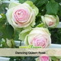 30 Rare seed - Dancing Queen Rose Bush Seeds #1090