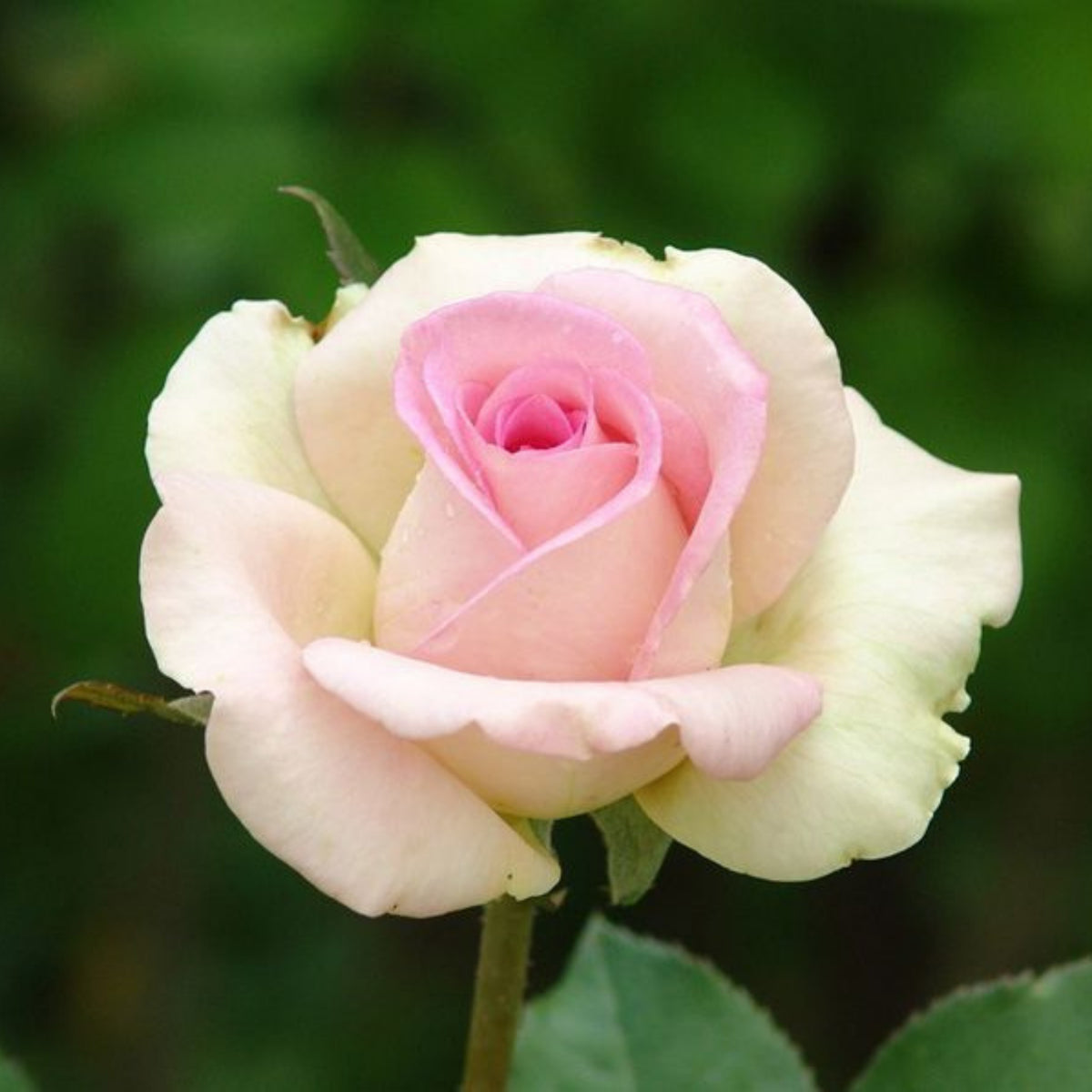 Dancing Queen Rose Bush Seeds, 30 seeds