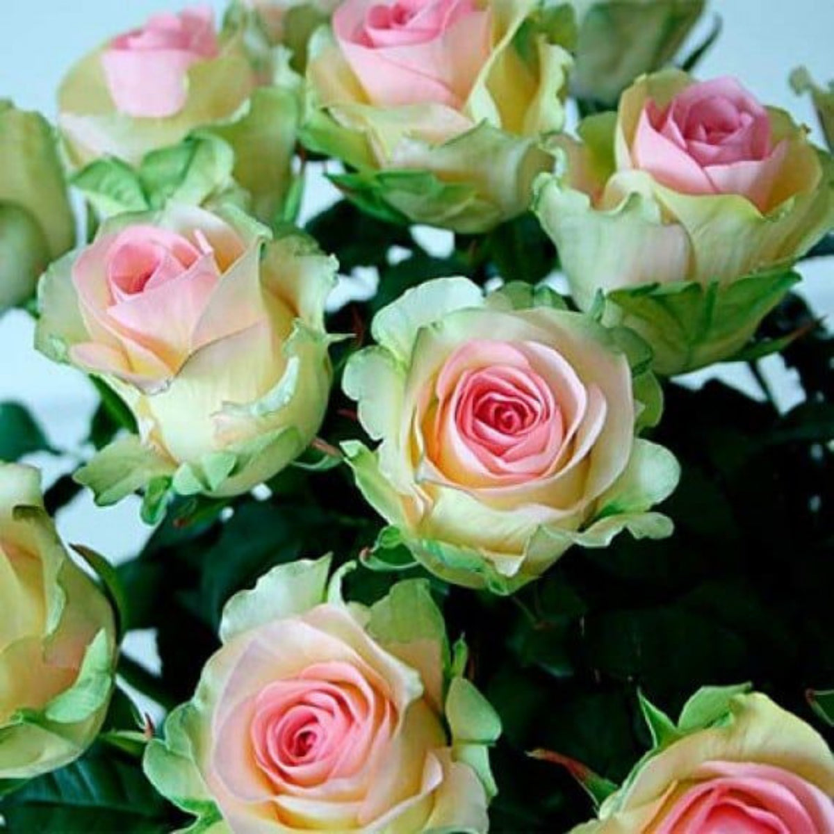 Dancing Queen Rose Bush Seeds, 30 seeds