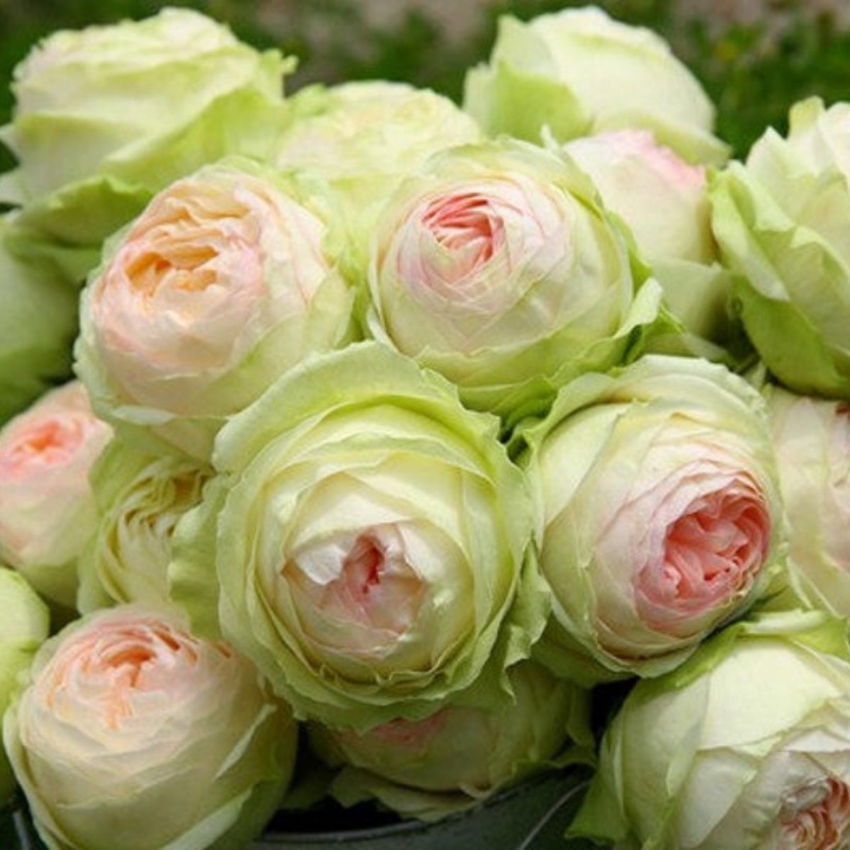 Dancing Queen Rose Bush Seeds, 30 seeds