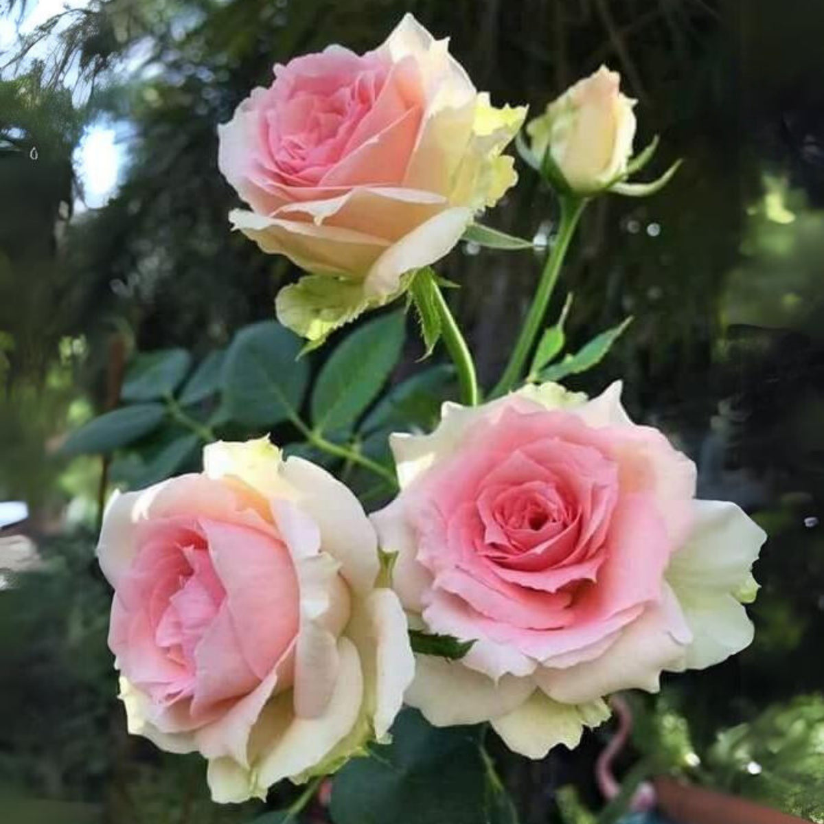 Dancing Queen Rose Bush Seeds, 30 seeds