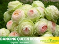 30 Rare seed - Dancing Queen Rose Bush Seeds #1090