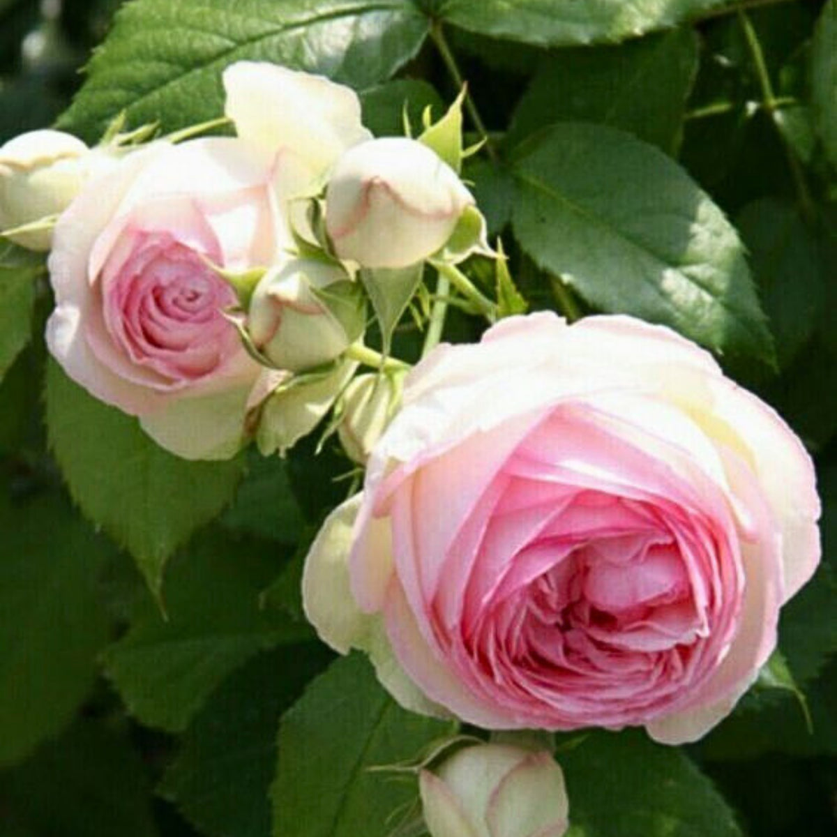 Dancing Queen Rose Bush Seeds, 30 seeds