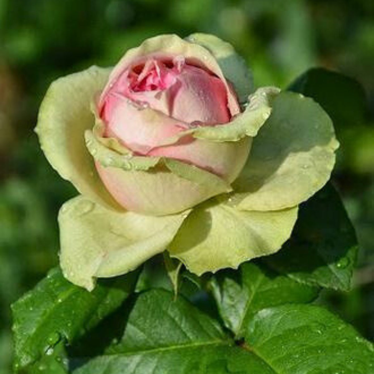Dancing Queen Rose Bush Seeds, 30 seeds