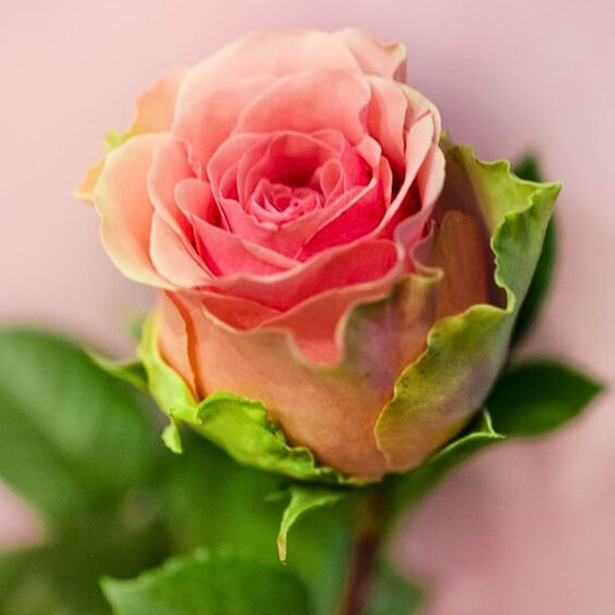 Dancing Queen Rose Bush Seeds, 30 seeds