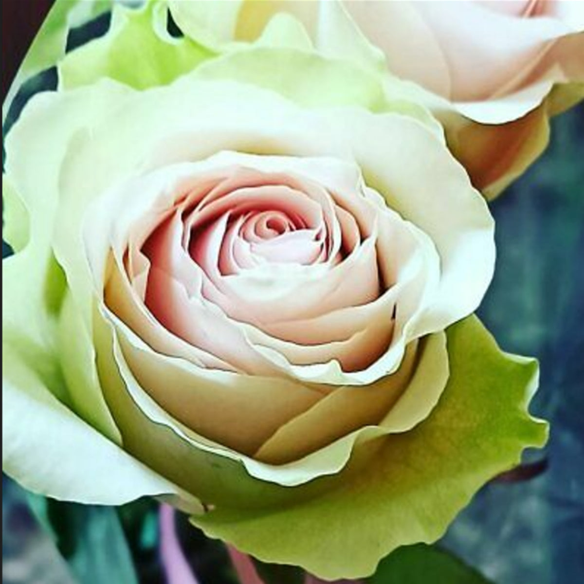 Dancing Queen Rose Bush Seeds, 30 seeds