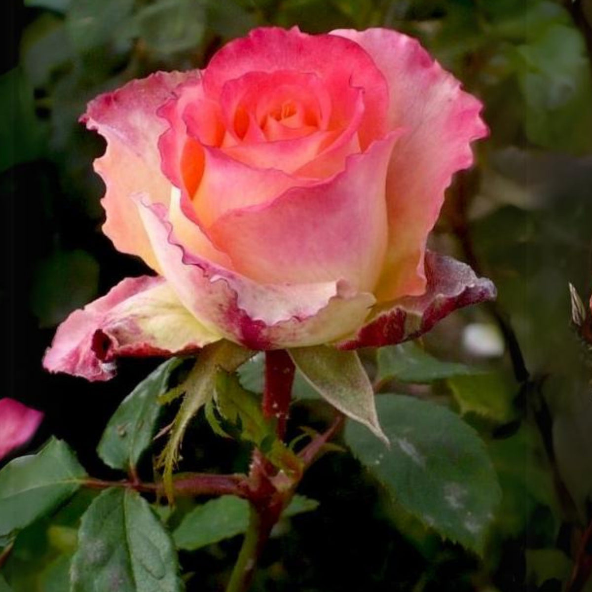 Dancing Queen Rose Bush Seeds, 30 seeds