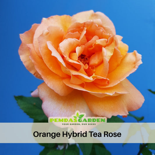 Orange Rose Seed Flower, 30 seeds