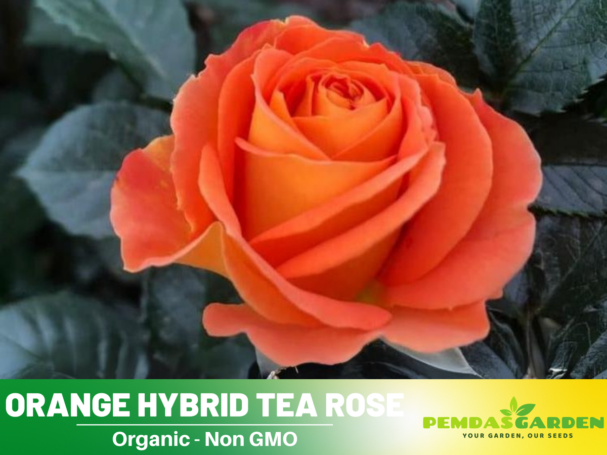 30 Rare seed - Orange Rose Seed Flower #1091