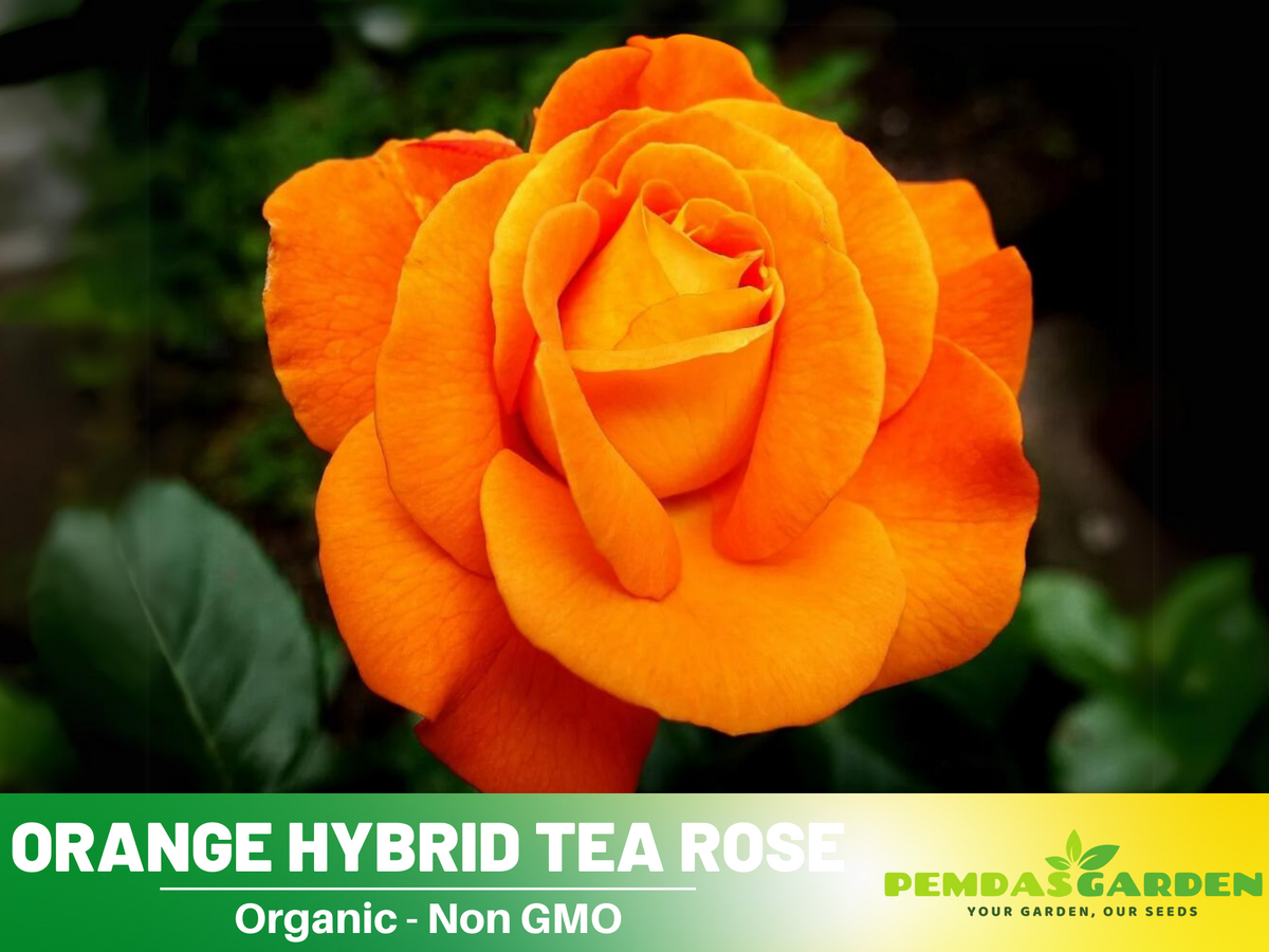 30 Rare seed - Orange Rose Seed Flower #1091